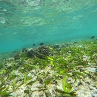 <i>Thalassia hemprichii</i>  (Ehrenb. ex Solms) Asch.